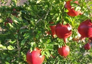 زاهدان آماده برداشت ۲۸۰۰ تن انار