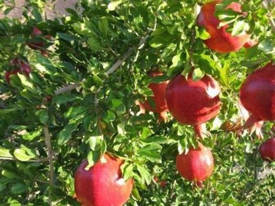 زاهدان آماده برداشت ۲۸۰۰ تن انار