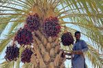 پیشبینی برداشت ۲۸ هزار تن خرما در سراوان