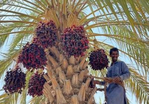 پیشبینی برداشت ۲۸ هزار تن خرما در سراوان