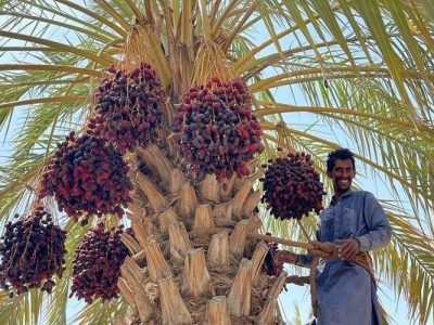پیشبینی برداشت ۲۸ هزار تن خرما در سراوان