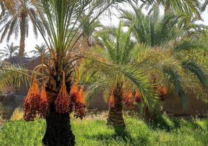 خرمای زاهدان، محصولی با طعم صادرات