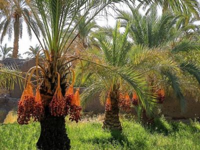 خرمای زاهدان، محصولی با طعم صادرات