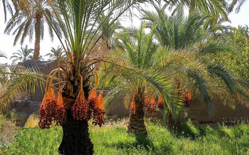 خرمای زاهدان، محصولی با طعم صادرات خرمای زاهدان، محصولی با طعم صادرات