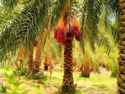 خرمای فنوج، ظرفیت مغفول اقتصاد جنوب سیستانوبلوچستان
