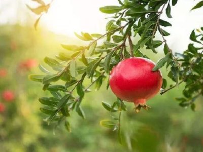 انار مهرستان، طلای سرخ باغهای جنوبشرق ایران