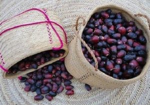 خرمای سراوان، محصولی برای فتح بازارهای صادراتی