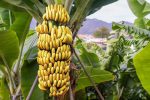 موز زرآباد، ظرفیت پنهان اقتصاد جنوب سیستان‌وبلوچستان