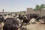 توسعه مزارع صنعتی شترمرغ در هیرمند