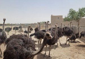 توسعه مزارع صنعتی شترمرغ در هیرمند
