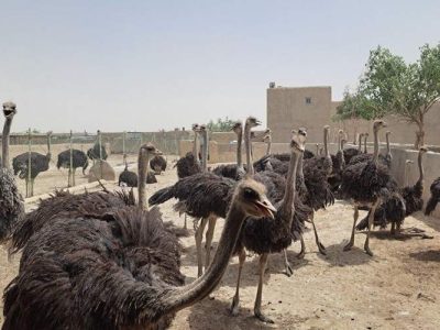 توسعه مزارع صنعتی شترمرغ در هیرمند