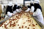 نخلستانهای سراوان در مسیر خلق ثروت میدرخشند