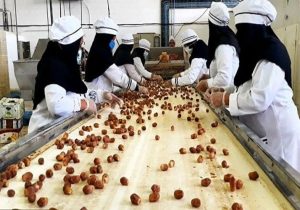نخلستانهای سراوان در مسیر خلق ثروت میدرخشند