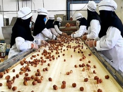 نخلستان‌های سراوان در مسیر خلق ثروت می‌درخشند