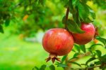 انار خاش در مسیر تبدیل تولید به ارزش افزوده