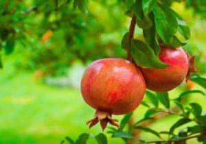 انار خاش در مسیر تبدیل تولید به ارزش افزوده