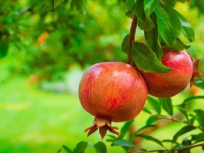 انار خاش در مسیر تبدیل تولید به ارزش افزوده